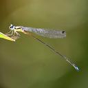 Image of Coeliccia arcuata imported from iNaturalist.