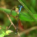 Image of Lestes praevius imported from iNaturalist.