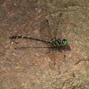 Image of Microgomphus wijaya imported from iNaturalist.