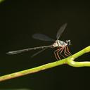 Image of Podolestes buwaldai imported from iNaturalist.