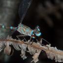 Image of Podolestes coomansi imported from iNaturalist.