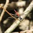 Image of Agrionoptera cynthiae imported from iNaturalist.