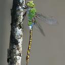 Image of Anax indicus imported from iNaturalist.