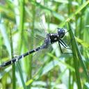 Image of Hemicordulia ericetorum imported from iNaturalist.