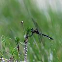 Image of Hemicordulia olympica imported from iNaturalist.