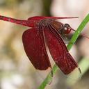 Image of Neurothemis papuensis imported from iNaturalist.