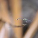 Image of Nannophlebia arethusa