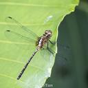 Image of Pornothemis starrei imported from iNaturalist.