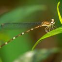 Image of Asthenocnemis stephanodera imported from iNaturalist.