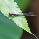 Image of Palaiargia ceyx imported from iNaturalist.