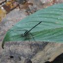 Image of Phyllothemis raymondi imported from iNaturalist.