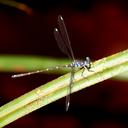 Image of Podolestes atomarius imported from iNaturalist.