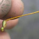 Image of Ceriagrion calamineum imported from iNaturalist.