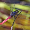 Image of Orthetrum migratum imported from iNaturalist.