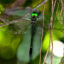 Image of Macromia chalciope imported from iNaturalist.