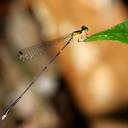 Image of Amphicnemis erminea imported from iNaturalist.