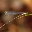 Image of Amphicnemis platystyla imported from iNaturalist.