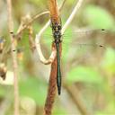 Image of Hemicordulia chrysochlora imported from iNaturalist.