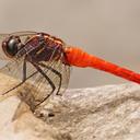 Image of Onychothemis coccinea imported from iNaturalist.