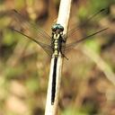 Image of Orthetrum austrosundanum imported from iNaturalist.