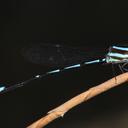 Image of Palaiargia melidora