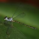 Image of Podolestes harrissoni imported from iNaturalist.