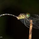 Image of Nannophlebia amnosia imported from iNaturalist.