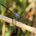 Image of Trithemis aconita imported from iNaturalist.