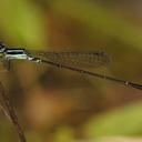 Image of Mortonagrion ceylonicum imported from iNaturalist.