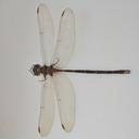 Image of Calesynthemis campioni imported from iNaturalist.