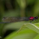 Image of Palaiargia ernstmayri imported from iNaturalist.