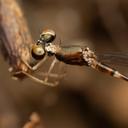 Image of Drepanosticta ceratophora