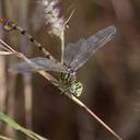 Image of Phyllogomphus pseudoccidentalis imported from iNaturalist.