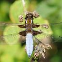 Image of Libellula depressa imported from iNaturalist.