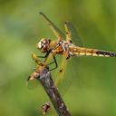 Image of Libellula quadrimaculata imported from iNaturalist.