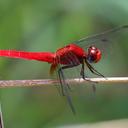 Image of Crocothemis striata imported from iNaturalist.