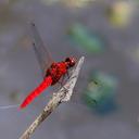 Image of Rhodothemis nigripes imported from iNaturalist.