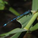 Image of Coenagrion intermedium imported from iNaturalist.