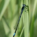 Image of Coenagrion persicum imported from iNaturalist.