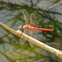 Image of Urothemis thomasi imported from iNaturalist.