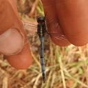 Image of Orthetrum macrostigma imported from iNaturalist.