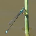 Image of Pseudagrion coeleste imported from iNaturalist.