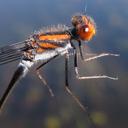 Image of Pseudagrion rufostigma imported from iNaturalist.