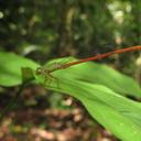 Image of Ceriagrion whellani imported from iNaturalist.