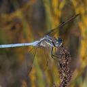 Image of Orthetrum machadoi imported from iNaturalist.