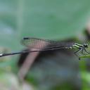 Image of Pseudagrion kibalense imported from iNaturalist.