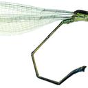 Image of Acanthagrion marinae imported from iNaturalist.