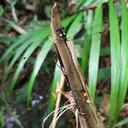 Image of Heteragrion tiradentense imported from iNaturalist.