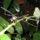 Image of Heteragrion petiense imported from iNaturalist.