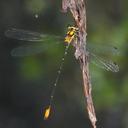 Image of Heteragrion mantiqueirae imported from iNaturalist.